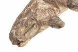 Fossil Mosasaur (Platecarpus) Jaw Section with Teeth - Kansas #197370-4